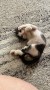 Tamba_Babuin (2)